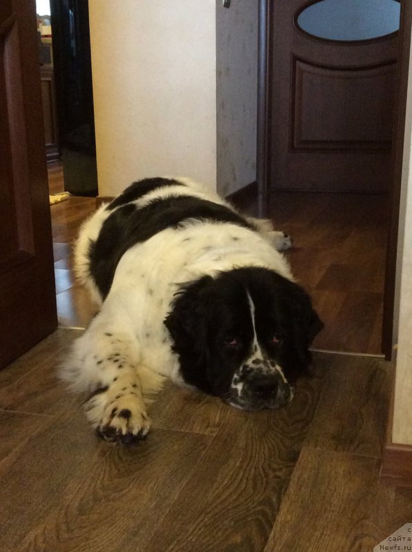 Фото: ньюфаундленд Сент Джонс Виола зе Фловэр (Sent Djons Viola The Flower)