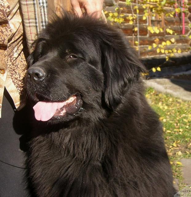 Фото: ньюфаундленд Блэк Долли Пейв Блэк (Blek Dolli Peyv Black)