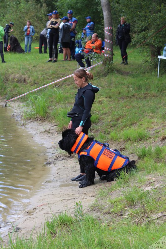 Фото: Антонина Чигвинцева, ньюфаундленд Топтыжка Галатея Морская Нереида (Toptyzhka Galatea Morskaya Nereida)