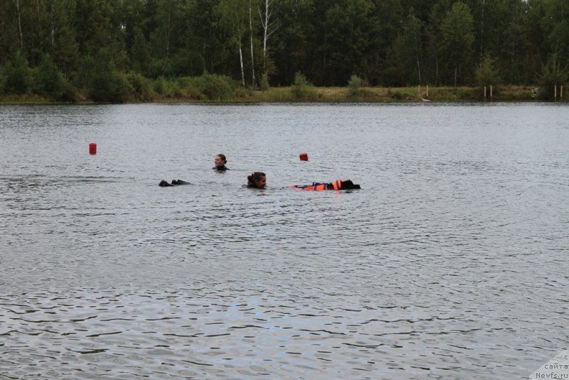 Фото: ньюфаундленд Топтыжка Галатея Морская Нереида (Toptyzhka Galatea Morskaya Nereida)