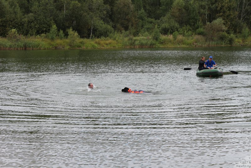 Фото: Антонина Чигвинцева, ньюфаундленд Топтыжка Галатея Морская Нереида (Toptyzhka Galatea Morskaya Nereida)
