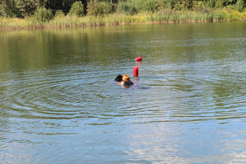 Фото: Елизавета Сафиуллина, ньюфаундленд Giacomo vom Darius Land