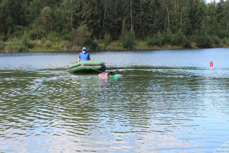 Фото: ньюфаундленд Бегущая по Волнам Фогет Ми Нот