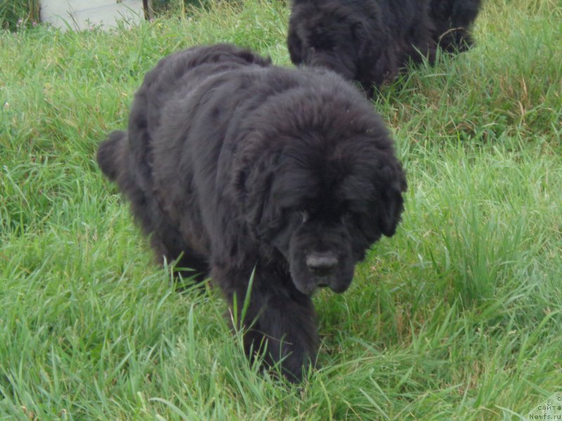 Фото: ньюфаундленд Вито Качо Ферл (Vito Kacho Ferl)