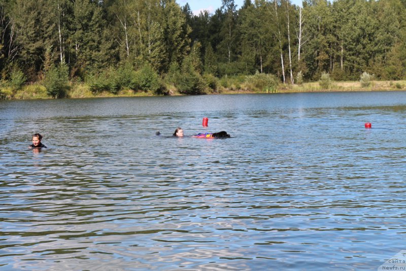 Фото: ньюфаундленд Бегущая по Волнам Фогет Ми Нот