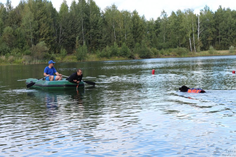 Фото: ньюфаундленд Бегущая по Волнам Фогет Ми Нот