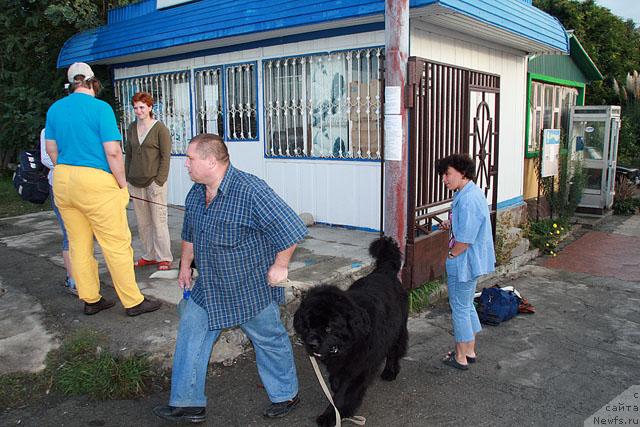 Фото: ньюфаундленд Смигар Иеремия Ивент Магик (Smigar Ieremiya Ivent Magik), Саша Беспечный