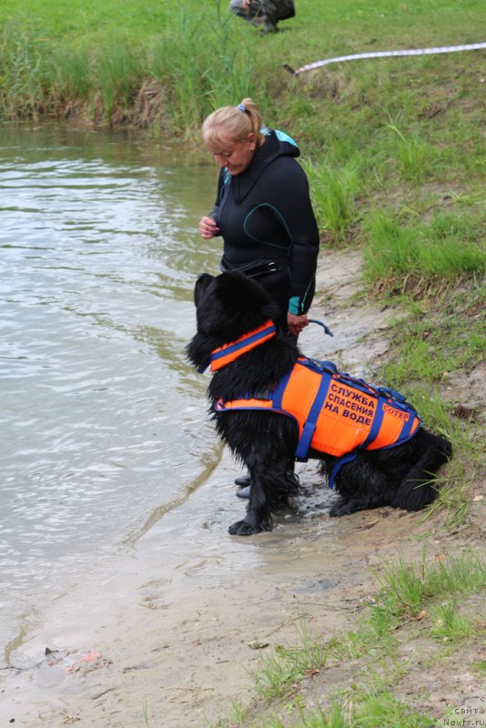 Фото: Антонина Чигвинцева, ньюфаундленд Топтыжка Герой Нашего Времени (Toptyzhka Geroy Nashego Vremeni)