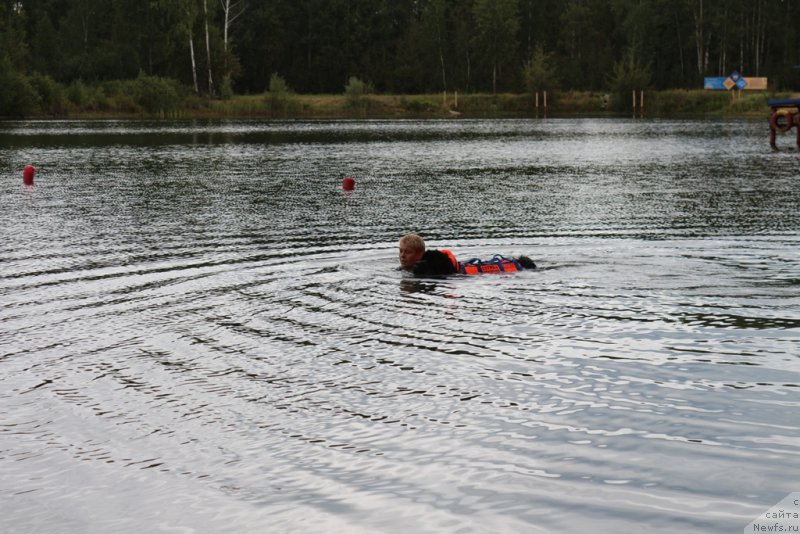 Фото: Лариса Кутина, ньюфаундленд Белкондер-Клаб Угли-Бугли (Belkonder-Club Ugli-Boogli)