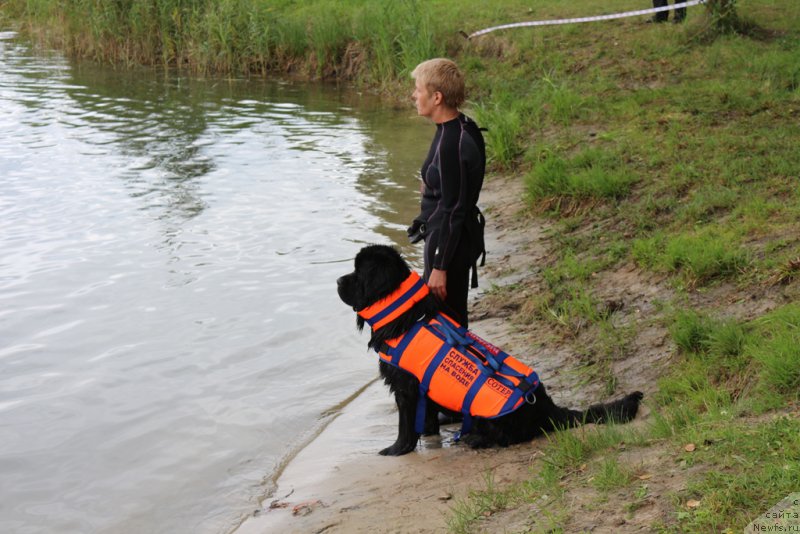 Фото: Лариса Кутина, ньюфаундленд Белкондер-Клаб Угли-Бугли (Belkonder-Club Ugli-Boogli)