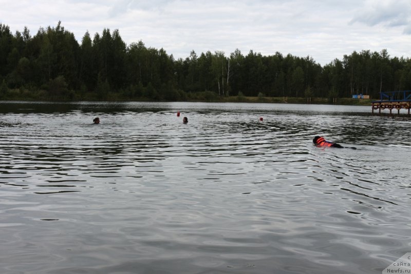 Фото: ньюфаундленд Белкондер-Клаб Угли-Бугли (Belkonder-Club Ugli-Boogli)