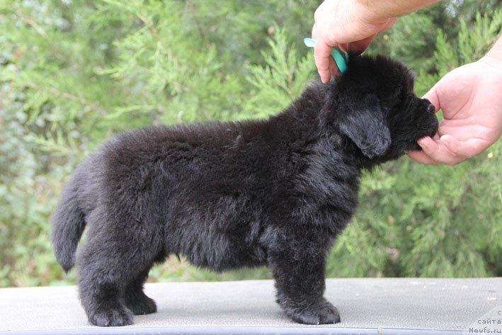 Фото: ньюфаундленд Жан-Жак с Берега Дона (Zhan-Zhak s Berega Dona)