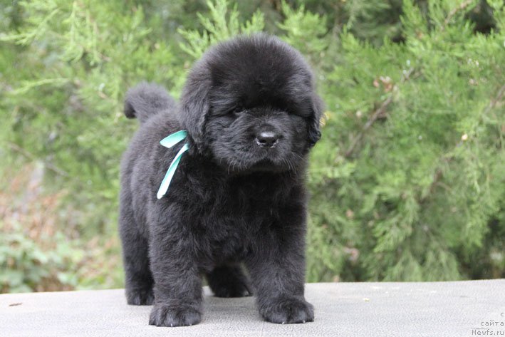 Фото: ньюфаундленд Жан-Жак с Берега Дона (Zhan-Zhak s Berega Dona)