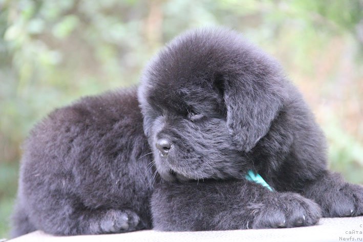 Фото: ньюфаундленд Жан-Жак с Берега Дона (Zhan-Zhak s Berega Dona)