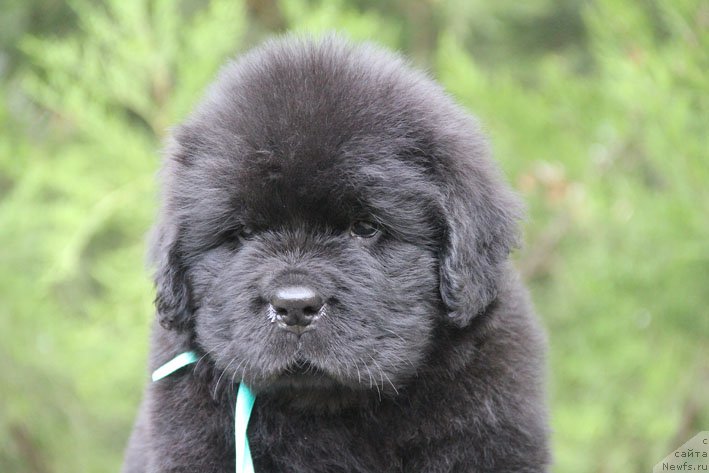 Фото: ньюфаундленд Жан-Жак с Берега Дона (Zhan-Zhak s Berega Dona)