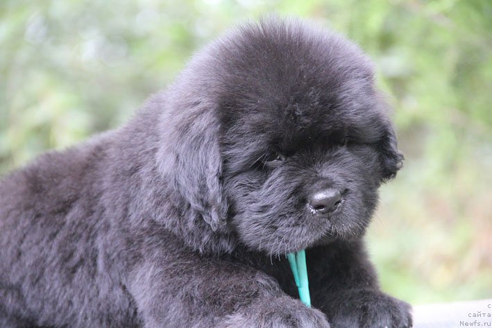 Фото: ньюфаундленд Жан-Жак с Берега Дона (Zhan-Zhak s Berega Dona)