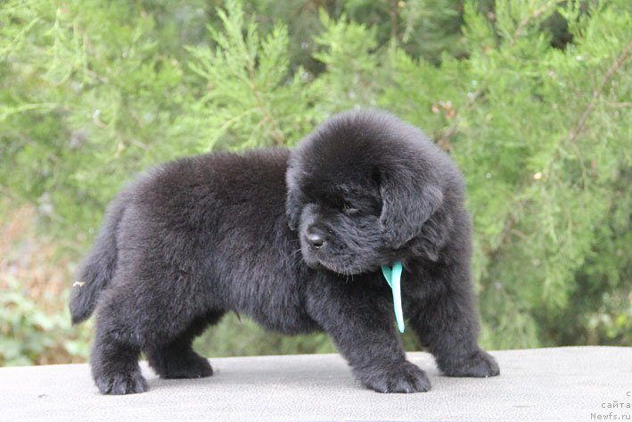 Фото: ньюфаундленд Жан-Жак с Берега Дона (Zhan-Zhak s Berega Dona)