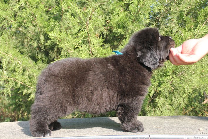 Фото: ньюфаундленд Жерар с Берега Дона (Zherar s Berega Dona)