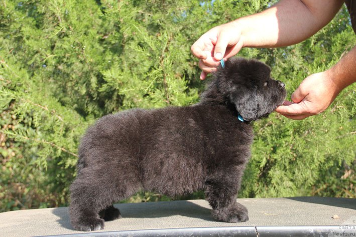 Фото: ньюфаундленд Жерар с Берега Дона (Zherar s Berega Dona)