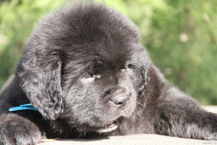 Фото: ньюфаундленд Жерар с Берега Дона (Zherar s Berega Dona)