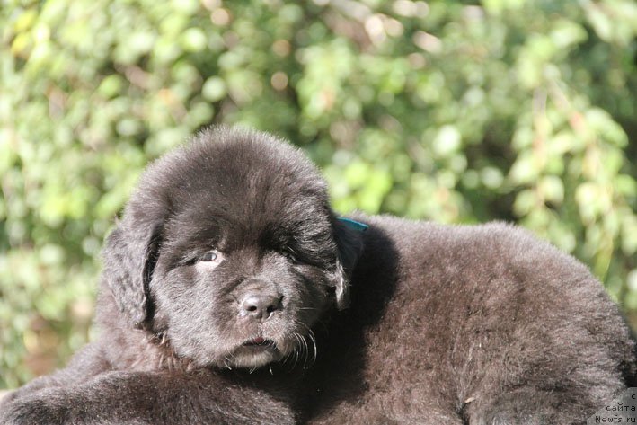 Фото: ньюфаундленд Жерар с Берега Дона (Zherar s Berega Dona)