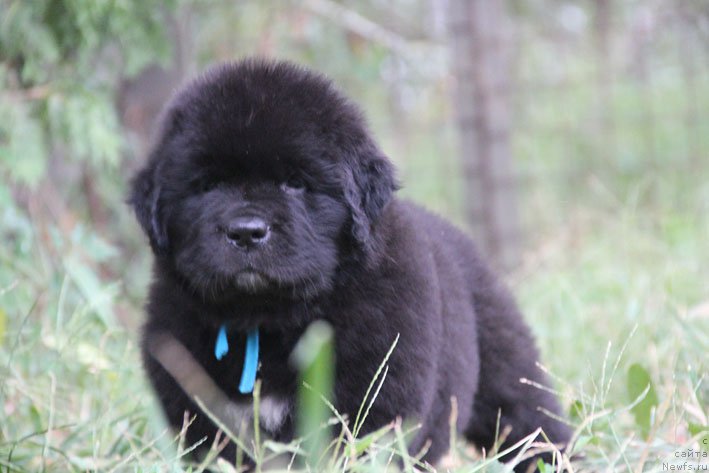Фото: ньюфаундленд Жерар с Берега Дона (Zherar s Berega Dona)