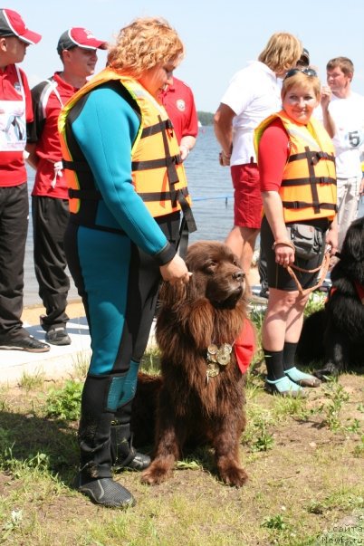 Фото: Лилиана Рахматова, [, ньюфаундленд Юджин с Берега Дона