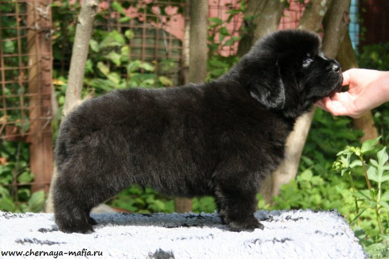 Фото: ньюфаундленд Черная Мафия Абове анд Беуонд (Chernaya Mafia Above and Beyond)