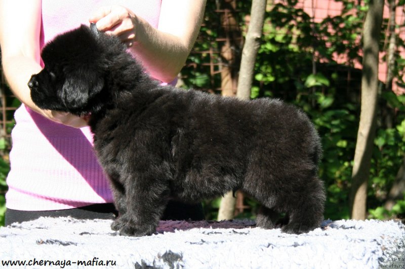 Фото: ньюфаундленд Черная Мафия Абове анд Беуонд (Chernaya Mafia Above and Beyond)