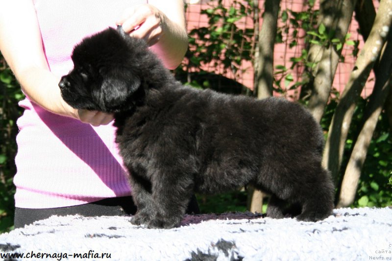 Фото: ньюфаундленд Черная Мафия Абове анд Беуонд (Chernaya Mafia Above and Beyond)