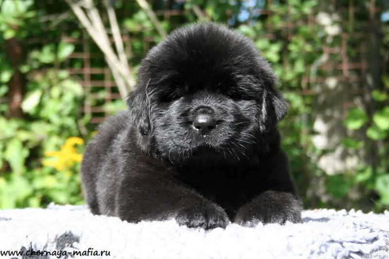 Фото: ньюфаундленд Черная Мафия Абове анд Беуонд (Chernaya Mafia Above and Beyond)