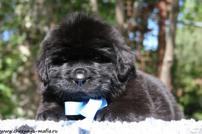 Фото: ньюфаундленд Черная Мафия Абове анд Беуонд (Chernaya Mafia Above and Beyond)