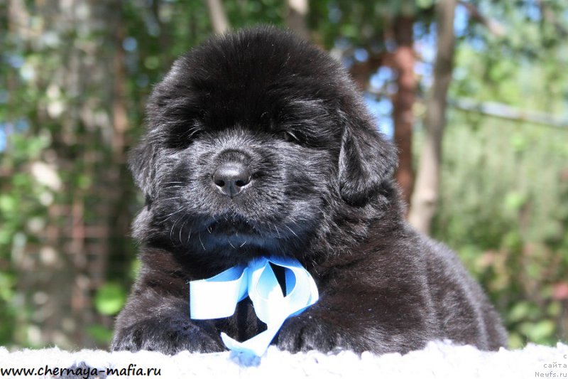 Фото: ньюфаундленд Черная Мафия Абове анд Беуонд (Chernaya Mafia Above and Beyond)