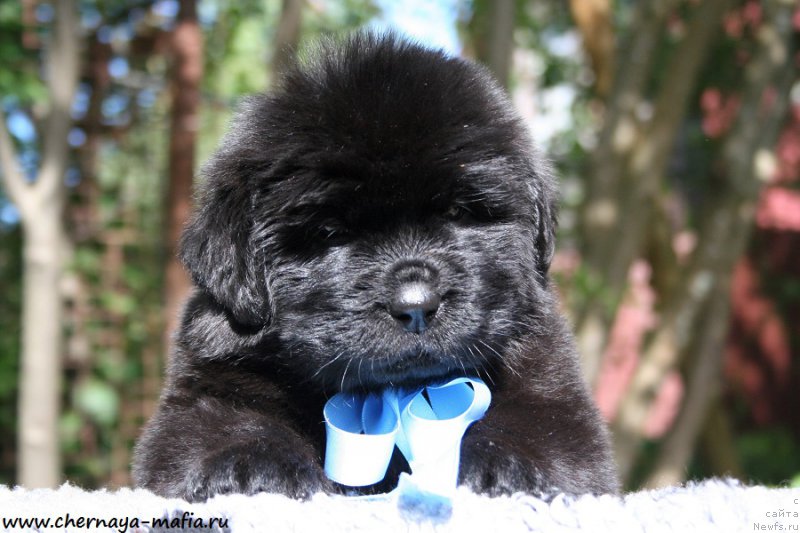 Фото: ньюфаундленд Черная Мафия Абове анд Беуонд (Chernaya Mafia Above and Beyond)