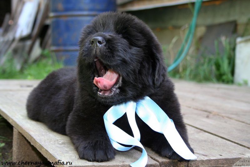 Фотография № 189447