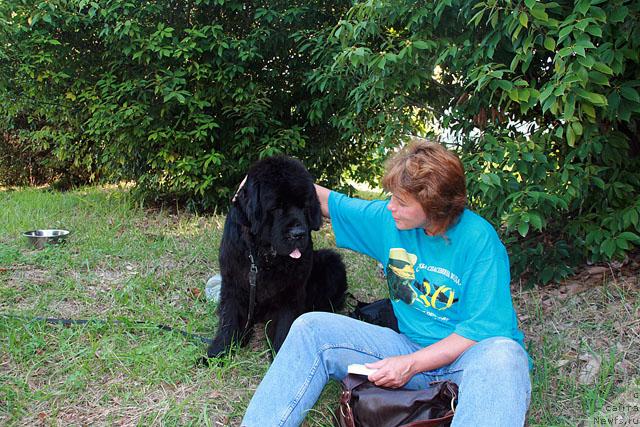 Фото: ньюфаундленд Талула Белл (Talula Bell), Анна Ковалёва