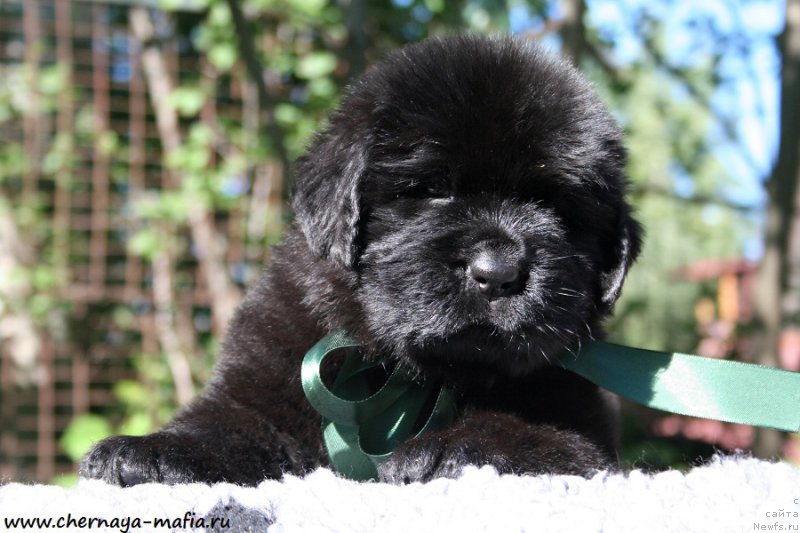 Фото: кобель зеленая лента