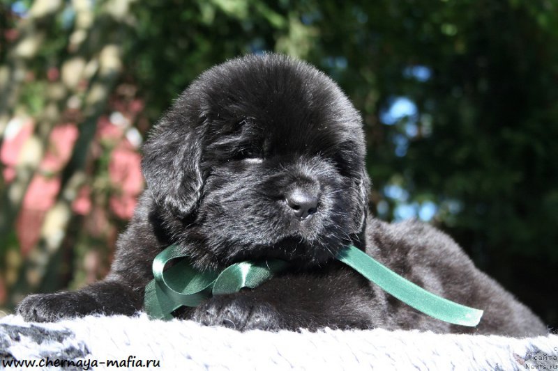 Фото: ньюфаундленд Черная Мафия Аттрактиве Повер (Chernaya Mafia Attractive Power)