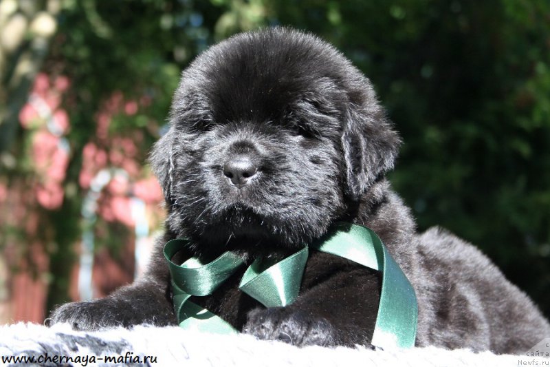 Фото: ньюфаундленд Черная Мафия Аттрактиве Повер (Chernaya Mafia Attractive Power)