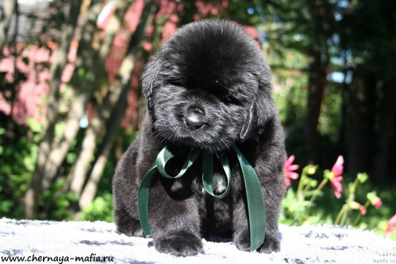 Фото: ньюфаундленд Черная Мафия Аттрактиве Повер (Chernaya Mafia Attractive Power)