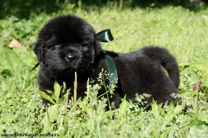 Фото: ньюфаундленд Черная Мафия Аттрактиве Повер (Chernaya Mafia Attractive Power)