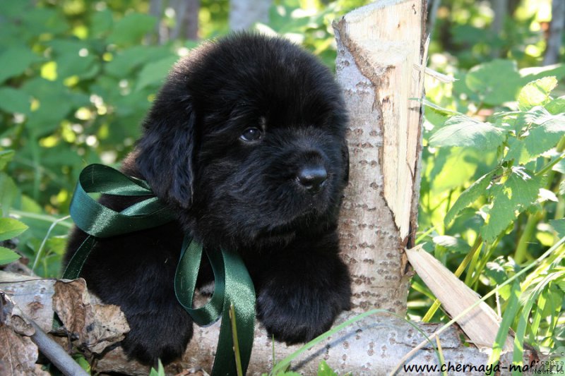 Фото: ньюфаундленд Черная Мафия Аттрактиве Повер (Chernaya Mafia Attractive Power)