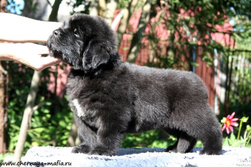 Фотография № 189467