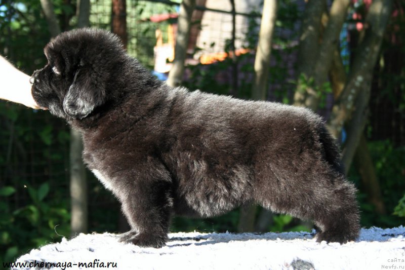 Фотография № 189468