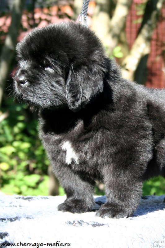 Фотография № 189469