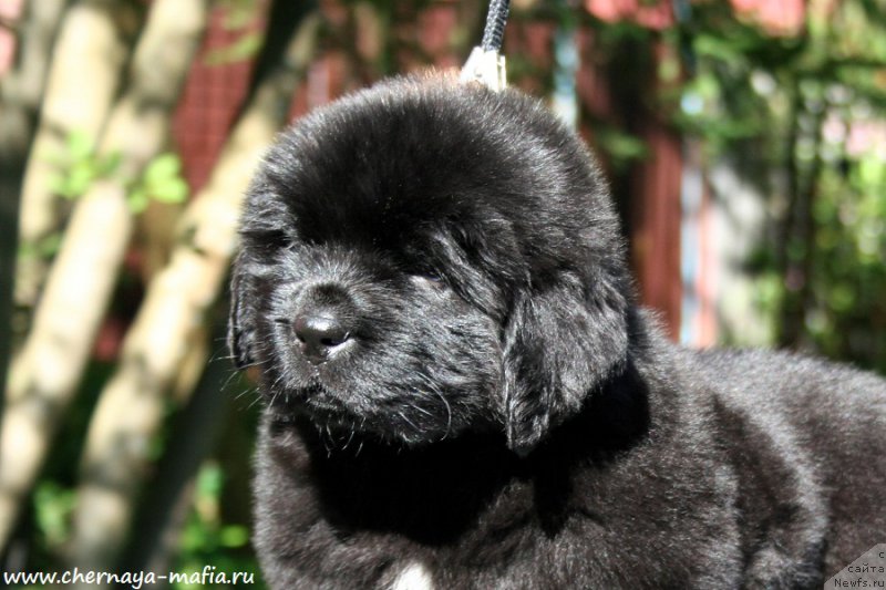 Фотография № 189470