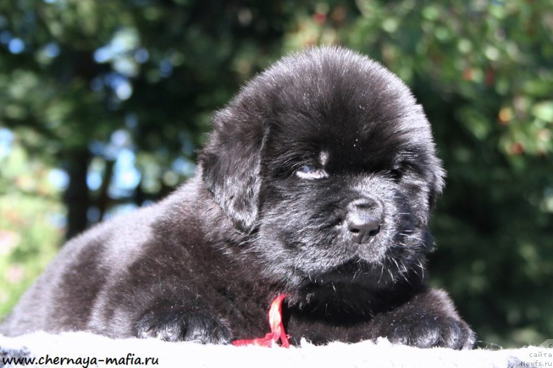 Фото: ньюфаундленд Черная Мафия Асе ин тхе Холе (Chernaya Mafia Ace in the Hole)