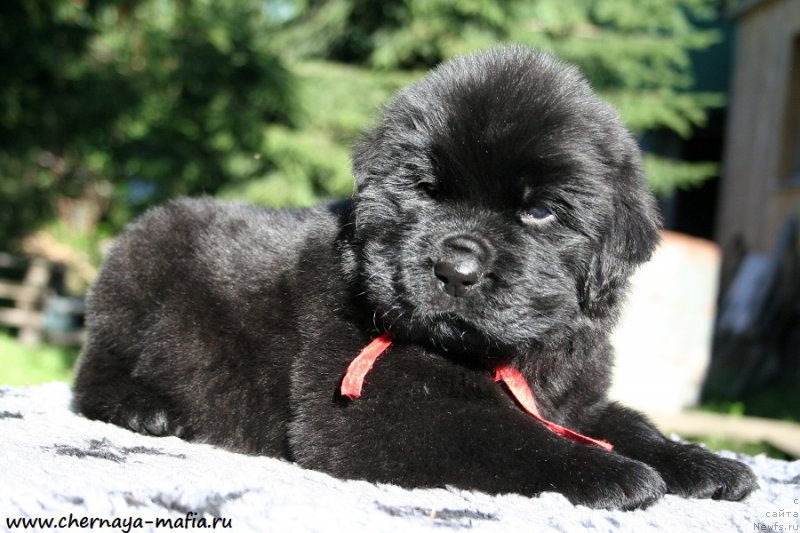 Фотография № 189475