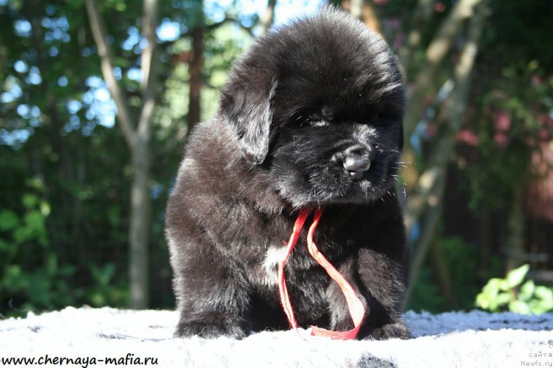 Фото: ньюфаундленд Черная Мафия Асе ин тхе Холе (Chernaya Mafia Ace in the Hole)