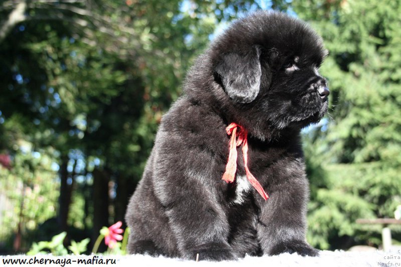 Фотография № 189477